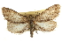  ( - CNCLEP00105808)  @11 [ ] CreativeCommons - Attribution (2013) CBG Photography Group Centre for Biodiversity Genomics