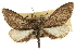  (Glaucina utahensis - CNCLEP00105809)  @14 [ ] CreativeCommons - Attribution (2013) CBG Photography Group Centre for Biodiversity Genomics
