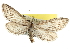  (Glaucina macdunnoughi - CNCLEP00105812)  @13 [ ] CreativeCommons - Attribution (2013) CBG Photography Group Centre for Biodiversity Genomics