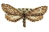  (Glaucina escaria - CNCLEP00105814)  @15 [ ] CreativeCommons - Attribution (2013) CBG Photography Group Centre for Biodiversity Genomics