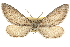  ( - CNCLEP00105821)  @11 [ ] CreativeCommons - Attribution (2013) CBG Photography Group Centre for Biodiversity Genomics