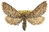  ( - CNCLEP00105823)  @15 [ ] CreativeCommons - Attribution (2013) CBG Photography Group Centre for Biodiversity Genomics