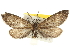  ( - CNCLEP00105830)  @14 [ ] CreativeCommons - Attribution (2013) CBG Photography Group Centre for Biodiversity Genomics
