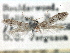  ( - CNCLEP00105947)  @11 [ ] CreativeCommons - Attribution (2013) CNC/CBG Photography Group Centre for Biodiversity Genomics