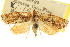  ( - CNCLEP00106032)  @11 [ ] CreativeCommons - Attribution (2013) CBG Photography Group Centre for Biodiversity Genomics