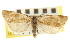  ( - CNCLEP00106054)  @11 [ ] CreativeCommons - Attribution (2013) CBG Photography Group Centre for Biodiversity Genomics