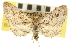  ( - CNCLEP00106106)  @11 [ ] CreativeCommons - Attribution (2013) CBG Photography Group Centre for Biodiversity Genomics