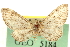 (Eupithecia castellata - CNCLEP00106113)  @14 [ ] CreativeCommons - Attribution (2013) CBG Photography Group Centre for Biodiversity Genomics