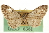  ( - CNCLEP00106124)  @11 [ ] CreativeCommons - Attribution (2013) CBG Photography Group Centre for Biodiversity Genomics