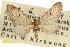  (Eupithecia cazieri - CNCLEP00106140)  @11 [ ] CreativeCommons - Attribution (2013) CBG Photography Group Centre for Biodiversity Genomics