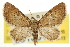  (Eupithecia strattonata - CNCLEP00106145)  @15 [ ] CreativeCommons - Attribution (2013) CBG Photography Group Centre for Biodiversity Genomics