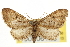  (Eupithecia cognizata - CNCLEP00106150)  @14 [ ] CreativeCommons - Attribution (2013) CBG Photography Group Centre for Biodiversity Genomics