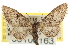  (Eupithecia pinata - CNCLEP00106163)  @14 [ ] CreativeCommons - Attribution (2013) CBG Photography Group Centre for Biodiversity Genomics