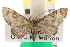  ( - CNCLEP00106171)  @14 [ ] CreativeCommons - Attribution (2013) CBG Photography Group Centre for Biodiversity Genomics