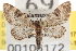  (Eupithecia bowmani - CNCLEP00106172)  @15 [ ] CreativeCommons - Attribution (2013) CBG Photography Group Centre for Biodiversity Genomics