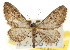  ( - CNCLEP00106177)  @11 [ ] CreativeCommons - Attribution (2013) CBG Photography Group Centre for Biodiversity Genomics