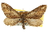  (Eupithecia subapicata - CNCLEP00106195)  @15 [ ] CreativeCommons - Attribution (2013) CBG Photography Group Centre for Biodiversity Genomics