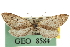  ( - CNCLEP00106199)  @13 [ ] CreativeCommons - Attribution (2013) CBG Photography Group Centre for Biodiversity Genomics