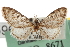  (Eupithecia tricolorata - CNCLEP00106205)  @13 [ ] CreativeCommons - Attribution (2013) CBG Photography Group Centre for Biodiversity Genomics