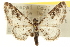  (Prorella gypsata - CNCLEP00106226)  @14 [ ] CreativeCommons - Attribution (2013) CBG Photography Group Centre for Biodiversity Genomics