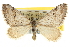  (Lithostege - CNCLEP00106245)  @15 [ ] CreativeCommons - Attribution (2013) CBG Photography Group Centre for Biodiversity Genomics