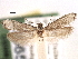  ( - CNCLEP00106299)  @11 [ ] CreativeCommons - Attribution (2013) CBG Photography Group Centre for Biodiversity Genomics