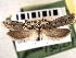  ( - CNCLEP00106300)  @11 [ ] CreativeCommons - Attribution (2013) CBG Photography Group Centre for Biodiversity Genomics