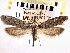  ( - CNCLEP00106301)  @11 [ ] CreativeCommons - Attribution (2013) CBG Photography Group Centre for Biodiversity Genomics