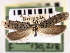  ( - CNCLEP00106302)  @11 [ ] CreativeCommons - Attribution (2013) CBG Photography Group Centre for Biodiversity Genomics