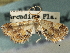 ( - CNCLEP00106310)  @11 [ ] CreativeCommons - Attribution (2013) CBG Photography Group Centre for Biodiversity Genomics