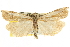  ( - CNCLEP00106343)  @11 [ ] CreativeCommons - Attribution (2013) CBG Photography Group Centre for Biodiversity Genomics