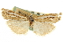  ( - CNCLEP00106355)  @11 [ ] CreativeCommons - Attribution (2013) CBG Photography Group Centre for Biodiversity Genomics