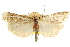  ( - CNCLEP00106357)  @11 [ ] CreativeCommons - Attribution (2013) CBG Photography Group Centre for Biodiversity Genomics