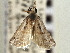  ( - CNCLEP00106386)  @11 [ ] CreativeCommons - Attribution (2013) CBG Photography Group Centre for Biodiversity Genomics