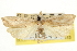  ( - CNCLEP00106431)  @11 [ ] CreativeCommons - Attribution (2013) CBG Photography Group Centre for Biodiversity Genomics