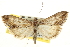  ( - CNCLEP00106440)  @13 [ ] CreativeCommons - Attribution (2013) CBG Photography Group Centre for Biodiversity Genomics