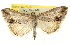  ( - CNCLEP00106441)  @13 [ ] CreativeCommons - Attribution (2013) CBG Photography Group Centre for Biodiversity Genomics