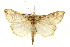  (Evergestis rimosalis - CNCLEP00106450)  @14 [ ] CreativeCommons - Attribution (2013) CBG Photography Group Centre for Biodiversity Genomics