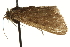  ( - CNCLEP00106456)  @12 [ ] CreativeCommons - Attribution (2013) CBG Photography Group Centre for Biodiversity Genomics