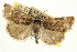  ( - CNCLEP00106457)  @12 [ ] CreativeCommons - Attribution (2013) CBG Photography Group Centre for Biodiversity Genomics