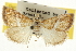  ( - CNCLEP00106470)  @11 [ ] CreativeCommons - Attribution (2013) CBG Photography Group Centre for Biodiversity Genomics