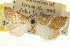  ( - CNCLEP00106471)  @11 [ ] CreativeCommons - Attribution (2013) CBG Photography Group Centre for Biodiversity Genomics