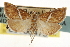  ( - CNCLEP00106473)  @11 [ ] CreativeCommons - Attribution (2013) CBG Photography Group Centre for Biodiversity Genomics