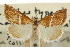  ( - CNCLEP00106474)  @11 [ ] CreativeCommons - Attribution (2013) CBG Photography Group Centre for Biodiversity Genomics
