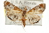  ( - CNCLEP00106480)  @14 [ ] CreativeCommons - Attribution (2013) CBG Photography Group Centre for Biodiversity Genomics