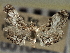  ( - CNCLEP00106481)  @11 [ ] CreativeCommons - Attribution (2013) CBG Photography Group Centre for Biodiversity Genomics