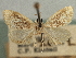  ( - CNCLEP00106487)  @11 [ ] CreativeCommons - Attribution (2013) CBG Photography Group Centre for Biodiversity Genomics