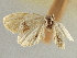  ( - CNCLEP00106488)  @11 [ ] CreativeCommons - Attribution (2013) CBG Photography Group Centre for Biodiversity Genomics