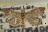  ( - CNCLEP00106498)  @11 [ ] CreativeCommons - Attribution (2013) CBG Photography Group Centre for Biodiversity Genomics