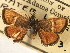  ( - CNCLEP00106536)  @11 [ ] CreativeCommons - Attribution (2013) CBG Photography Group Centre for Biodiversity Genomics